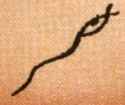 American Indian Symbol for Snake