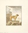 Georges-Louis Buffon - Classical Dogs (HC)