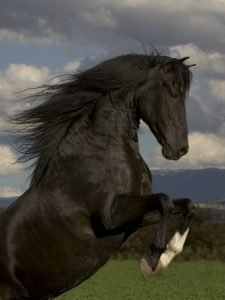 Black Peruvian Paso Stallion Rearing, Sante Fe, NM, USA