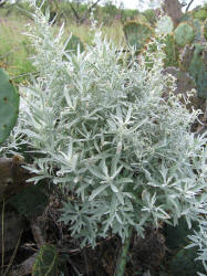 white mountain sagebrush, Artemisia Oludoviciana