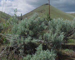 desert sagebrush, Artemisia tridentata