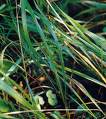 Sweetgrass, Hierochloe odorata