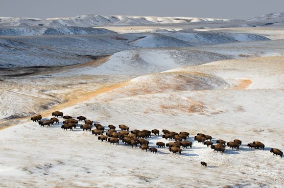 Bison herd on Fort Peck Reservation