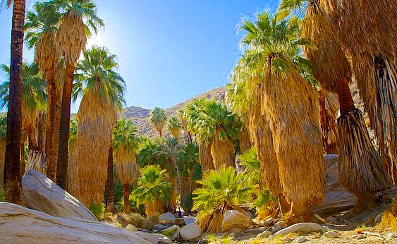Indian Canyon palm trees on Agua Caliente Indian Reservation of Cahuilla Indians