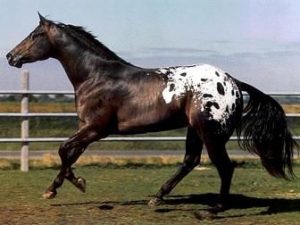 Quarter Horse type Appaloosa