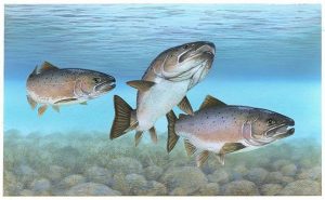 Columbia River chinook salmon